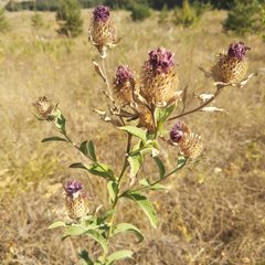 Centaurea trichocephala