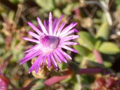 Ruschia cradockensis