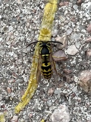 Vespula pensylvanica