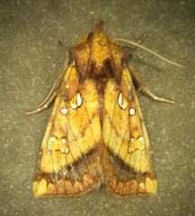 Papaipema harrisii