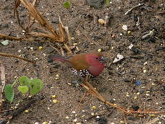 Hypargos margaritatus