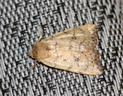 Dotted Sallow photo 3