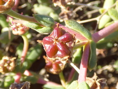 Ruschia cradockensis