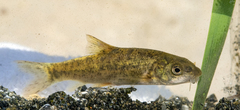 Barbus peloponnesius