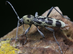 Chlorophorus herbstii