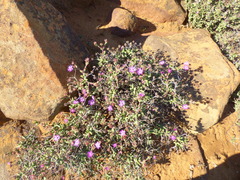 Ruschia cradockensis