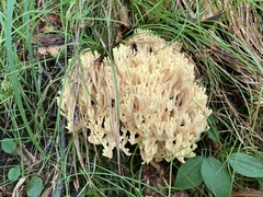 Ramaria flava