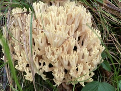 Ramaria flava
