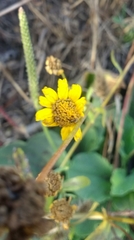 Glebionidinae