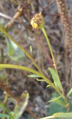 Glebionidinae