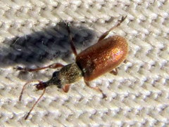Cimberis