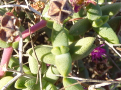 Ruschia cradockensis