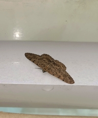 Percnia