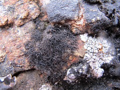 Pseudephebe pubescens