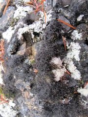 Pseudephebe pubescens