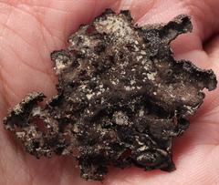 Umbilicaria hyperborea hyperborea