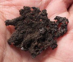 Umbilicaria hyperborea hyperborea