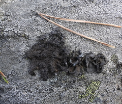 Umbilicaria hyperborea hyperborea