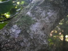 Trichocladus crinitus