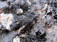 Pseudephebe pubescens