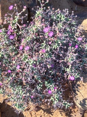 Ruschia cradockensis