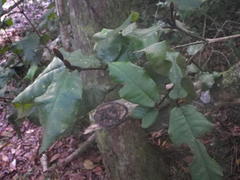 Trichocladus crinitus