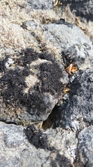 Pseudephebe pubescens