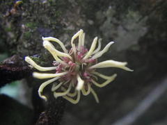 Trichocladus crinitus