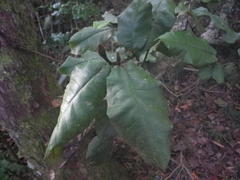 Trichocladus crinitus