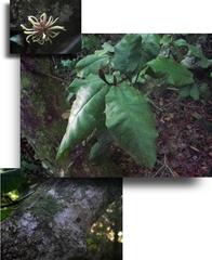 Trichocladus crinitus