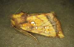 Papaipema harrisii