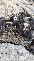 Pseudephebe pubescens