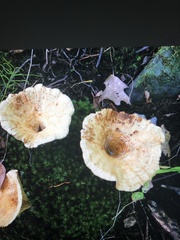 Lactarius yazooensis