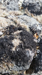 Pseudephebe pubescens