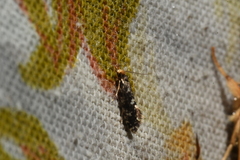 Monopis marginistrigella