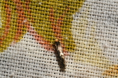 Monopis marginistrigella