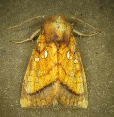 Papaipema harrisii