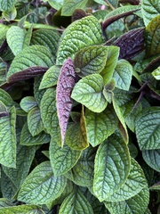 Plectranthus purpuratus