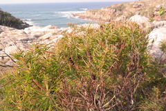 Leucadendron pondoense