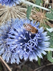 Echinops ritro