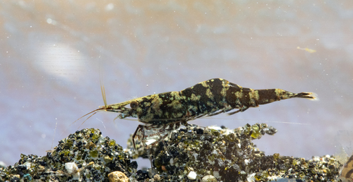 Atyaephyra thyamisensis