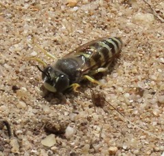 Bembix sinuata
