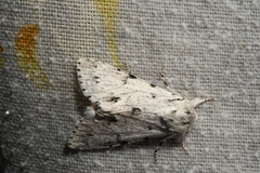 Acronicta vulpina