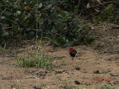 Hypargos niveoguttatus macrospilotus