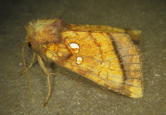Papaipema harrisii