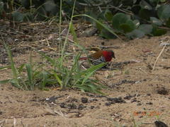 Hypargos niveoguttatus macrospilotus