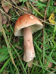Boletus betulicola