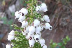 Erica pubescens