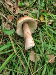 Boletus betulicola