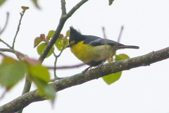 Machlolophus holsti